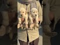 beautifull goldenretriver #petvideos #youtubeshorts #shortvideo