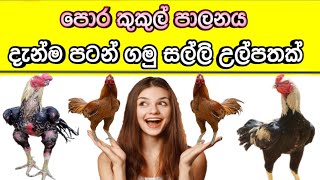 පොර කුකුල් පාලනය දැන්ම පටන් ගමු සල්ලි උල්පතක් allpetloversaseel pora chickens  control