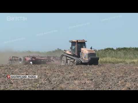 В Дагестане увеличат посевные площади для риса