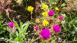 Wildflowers @Shell Creek Rd, Ca- Our Life #naturalbeauty #springtime #driveandtalk #rural #country