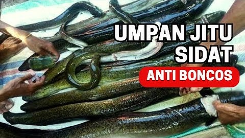 ada di sekitar rumah‼️ Umpan Jitu mancing ikan sidat siang dan malam hari