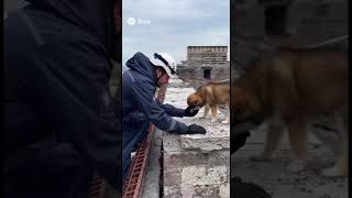 Щенок застрял на крыше заброшки — спасение до слёз 😭🐕