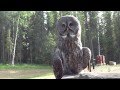 Great Gray Owl (Strix nebulosa) Perching on a Tree Stump in Fairbanks Alaska