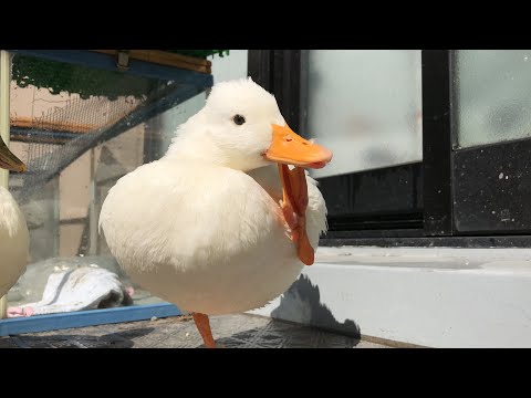 コールダック 手から降りたくないコールダックのブッチー My call duck does