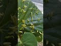 Дивні пагінці на липовому листі