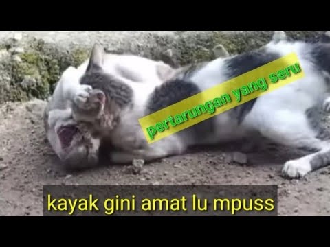 kucing berantem berebut kawasan   #catfight @jonseka1643