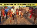 Pure Breed Gir Cows Of Rajasthan Available For Sale At Yadav Dairy Farm , Lucknow