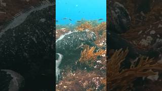 Scuba Diving in Paradise - Galapagos