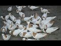 бакинские голуби с хорошим боем