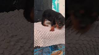 Cute Rottweiler Dog Breed Puppyres
