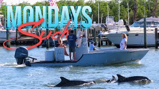 Rare Pod of Dolphins Swim Up to the Busy Boat Ramp | Fort Pierce, Florida