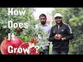 pomegranate : How does it grow ? || Amazing farming techniques ||Farming engineer ||