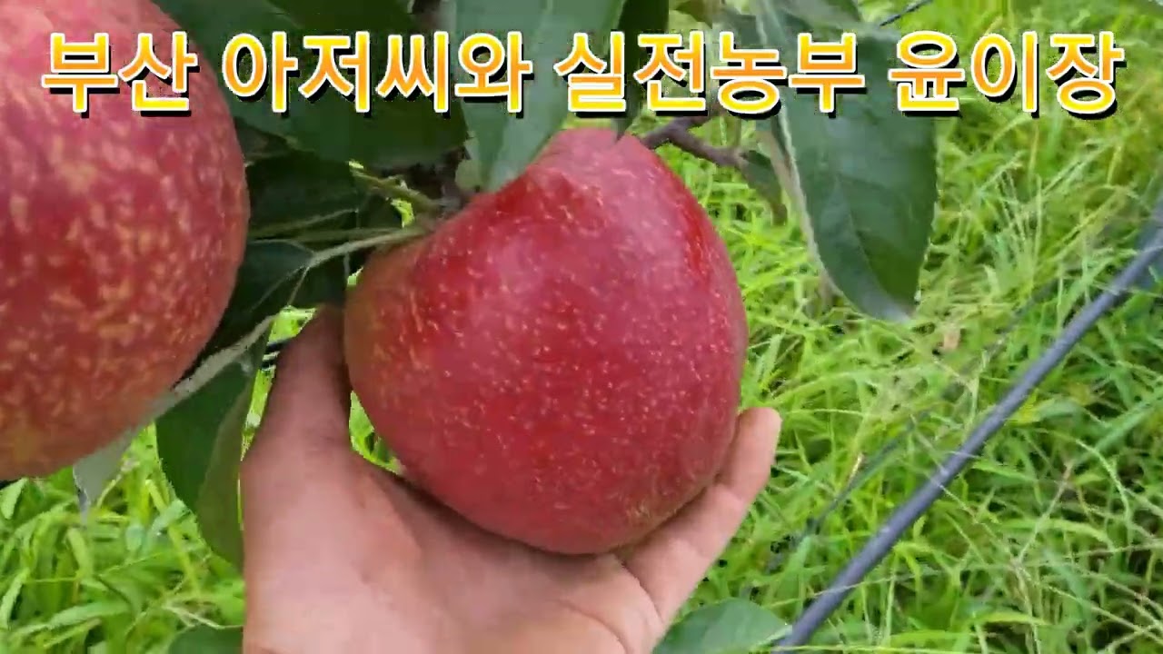 아리화,이지플 사과를 아시나유?