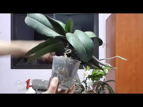Video: Vanda orkide o'sishi - Vanda orkide parvarishi haqida bilib oling