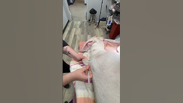 Student Clinical Externship #1: Skill 12: Subcutaneous (SQ) Injection Of A Dog Redo