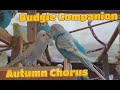 1 Hour of Budgies Autumn Chorus - Budgie Companion Video