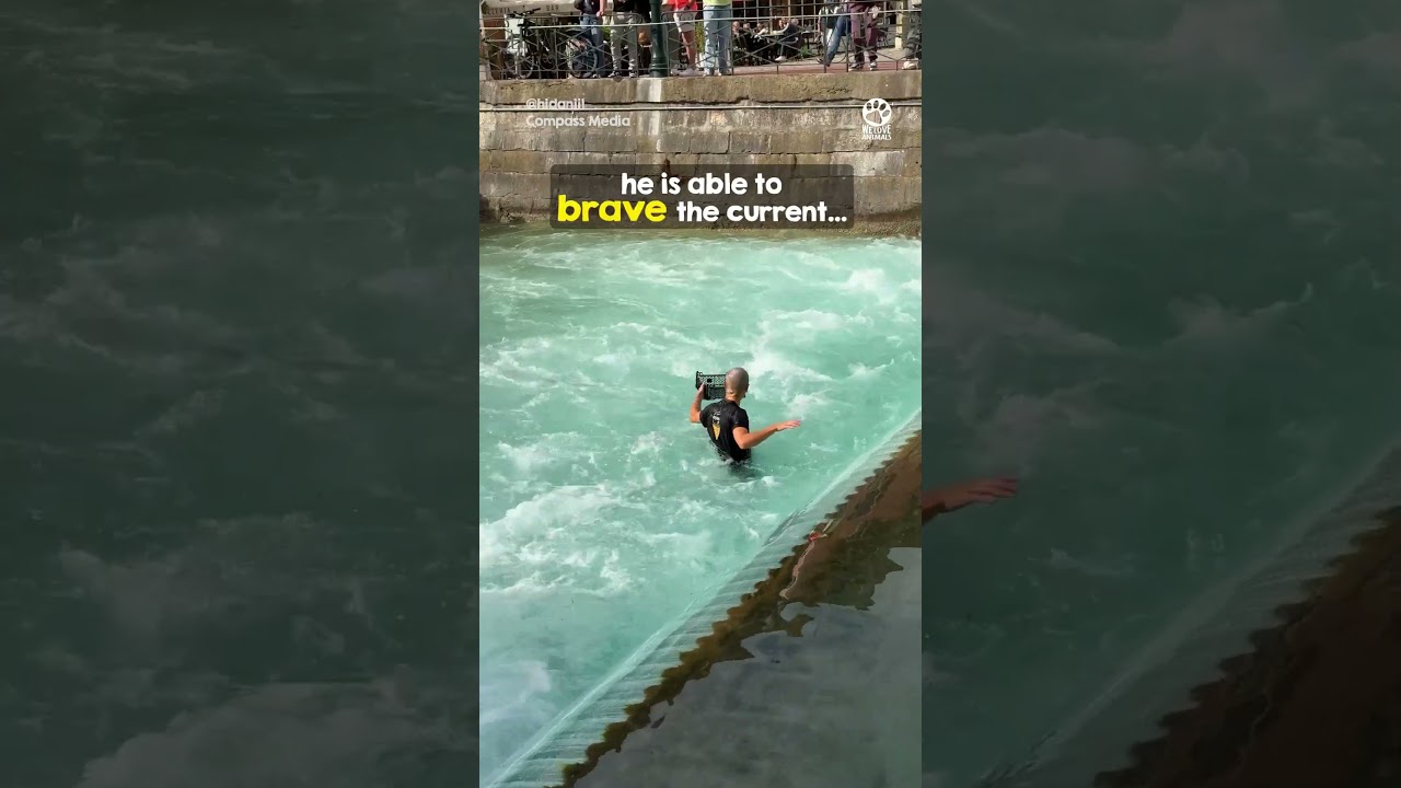 This rescue moment will restore your faith in humanity #animalrescue #kindness #amazing