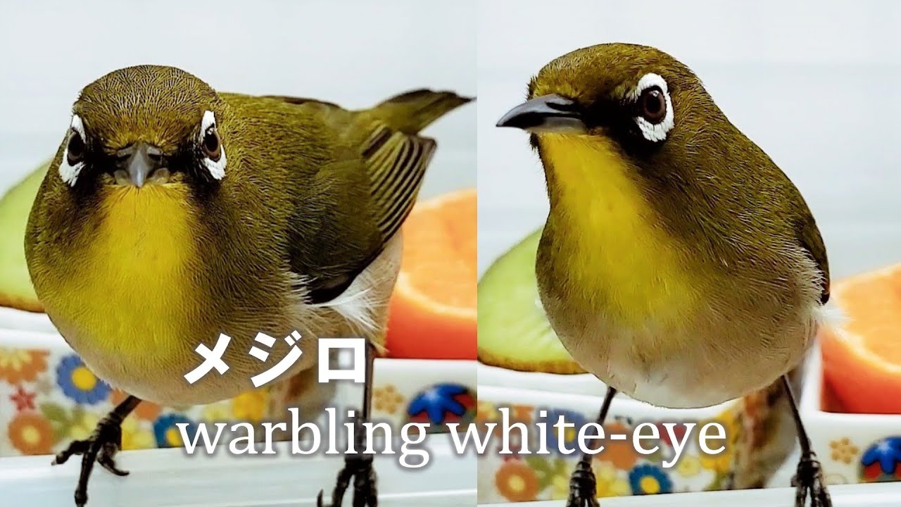 『希少本』BIRDS 鳥類からのホメオパシーレメディ 鳥 BIRDS 鳥類からのホメオパシーのレメディ
