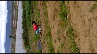 Duel Cewek Bergumul Satu Lawan Satu Diladang