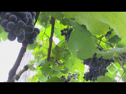 „ღვინის ფესტივალი“ ქედაში აღარ გაიმართება