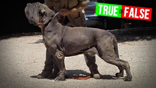 The Neapolitan Mastiff Doesn’t Tolerate the Heat or Cold #shorts