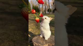 ارنب كيوت يأكل فراولة