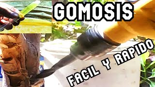 PASO A PASO  para ELIMINAR LA  GOMOSIS  con caldo mineral ( agricultura organica)FACIL Y RAPIDO