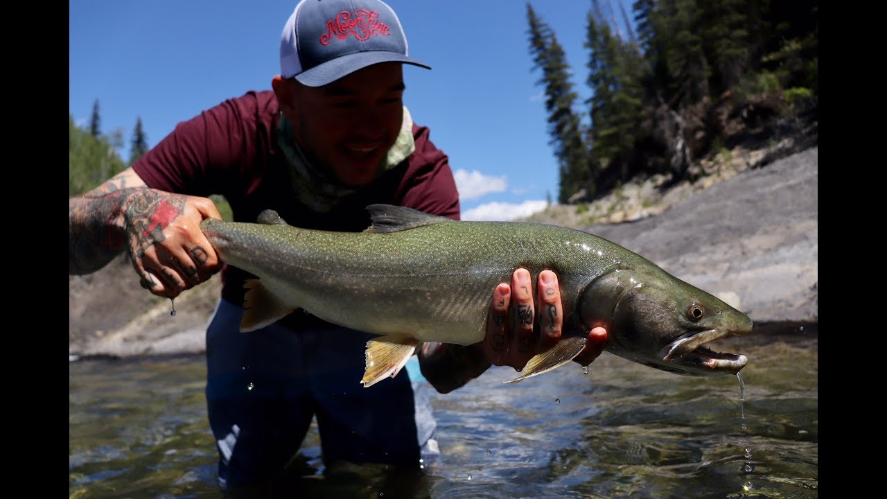 Sorry Guy Fly FIshing for Bull Trout in Alberta Canada