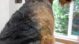 Correct Handstripping Technique For A Terrier