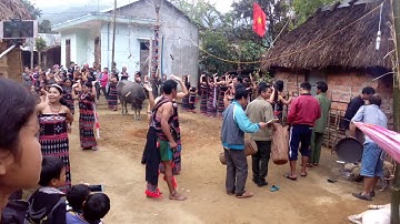 Lễ Hội Đâm Trâu 🐃 Của Người Cơ-Tu