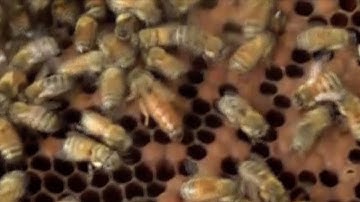 How are our queens doing in November?