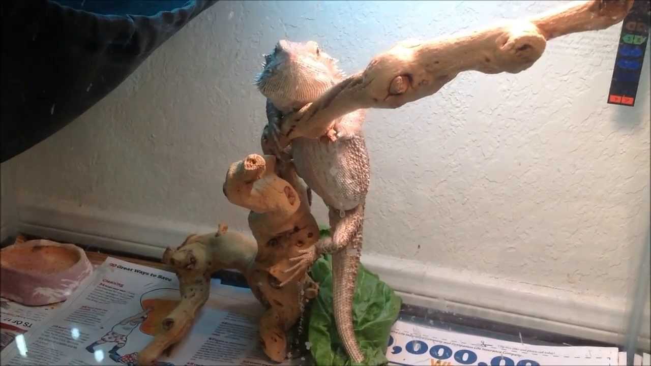 Bearded Dragon climbing YouTube