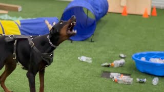 Bard - Doberman in Protection Training
