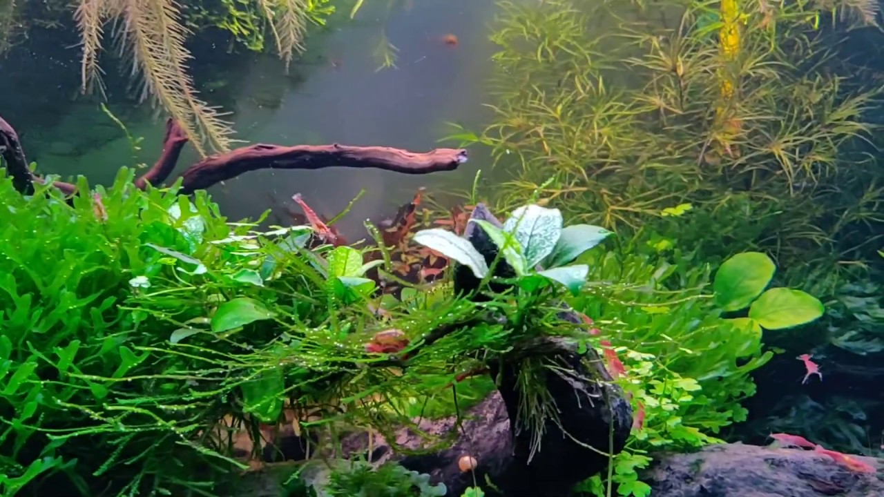 Il mio Acquario Grande 4.0 - momentaneamente senza filtro!!! - YouTube