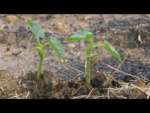 Planting Bush Beans – Family Plot