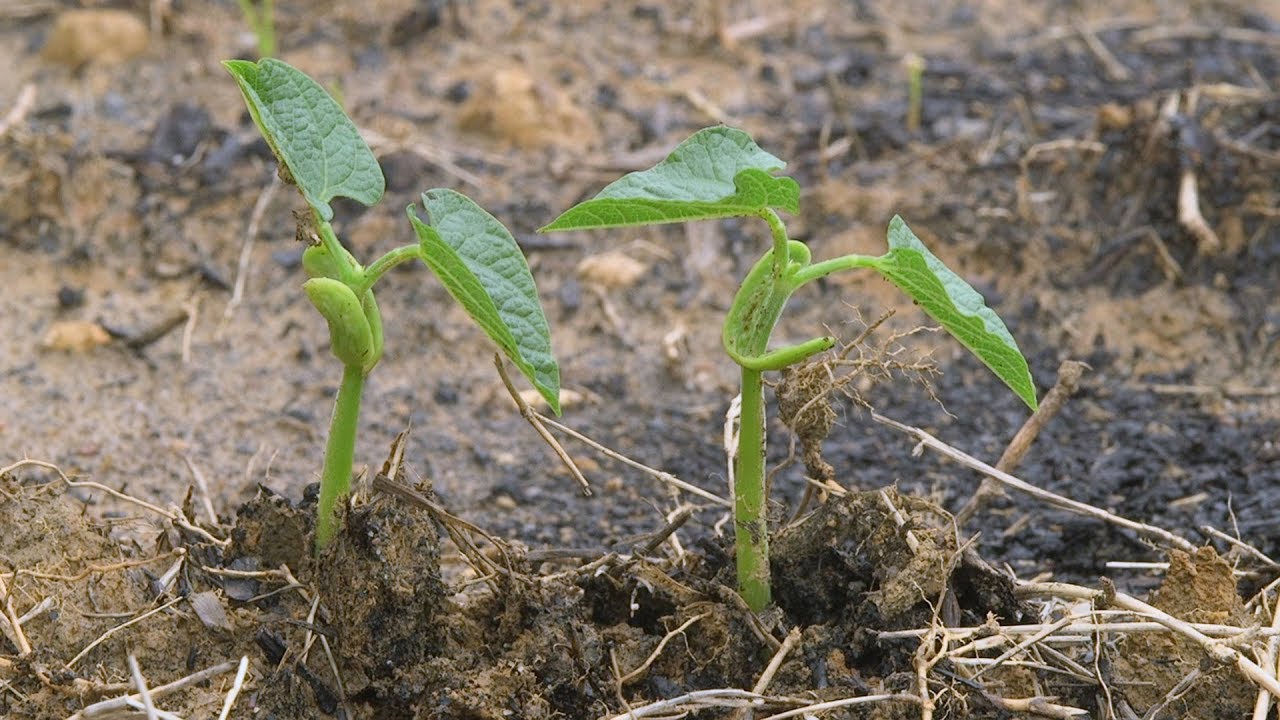 Planting Bush Beans Family Plot YouTube