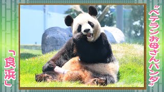良浜」これからもよろしくね』 アドベンチャーワールドのパンダ