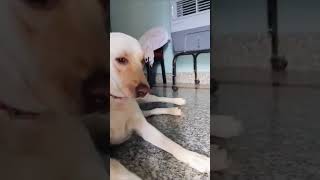 #funny #comedy #dogs #shorts