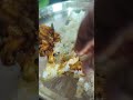 FRIDAY LUCH PHINAPLE CHILLY FRY #shortsfeed #tulunad #shortvideo #viralvideo #explore