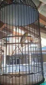 pleci buxtoni nembak sejalur #shorts