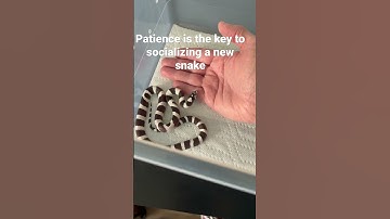 Socializing a new Kingsnake.