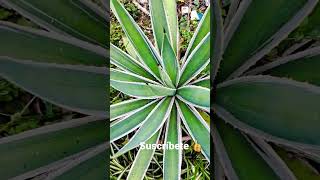 Agave Sisalana. ,?? shorts viral garden tobymac