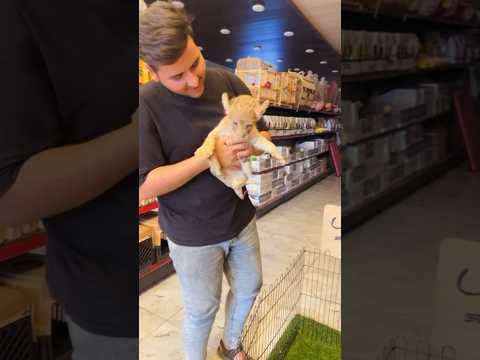 شكر خاص سعد صاحب محل بيت الحيوانات الاليفه صاير مشاتل الاعظمية صورت عنده اندر واحلى شبل الاسد