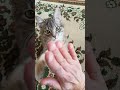 Дрессированный кот Вася