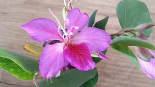 Pata de vaca (BAUHINIA)