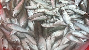 Tập 28 | cá rô phi, tép đồng, cá linh đồng mùa nước nổi thăm dớn chạy thấy mê luôn @GócnhỏQuêTui