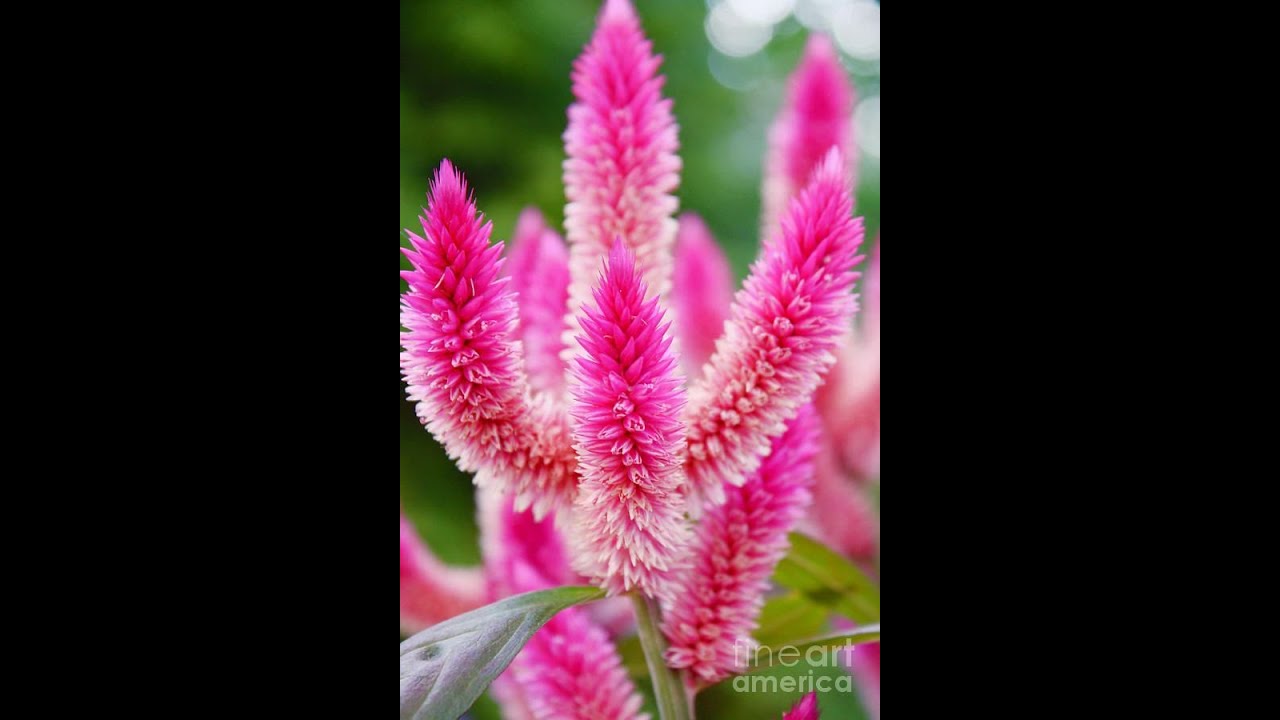 TPM MESSAGES|HINDI|ODIA|God's Pleasure-3|Bro. Bijoy Sarkar