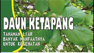 DAUN KETAPANG........... TANAMAN LIAR BANYAK MANFAATNYA UNTUK KESEHATAN & CARA PENGOLAHANNYA screenshot 4