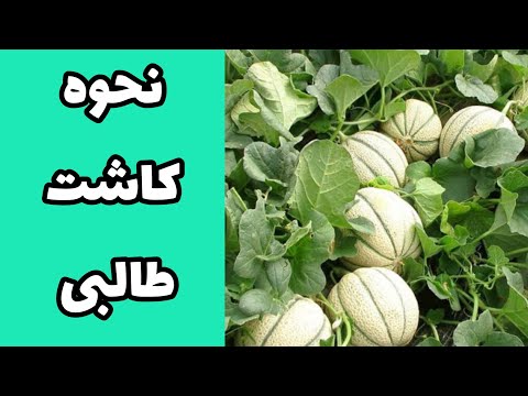 تصویری: کاشت طالبی - نحوه پرورش خربزه طالبی