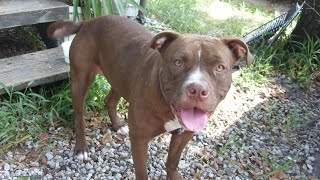 Choosing the Right Dog Breed: American Bully vs American Pit Bull Terrier